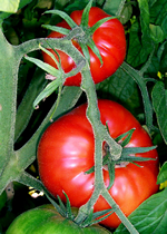 tomatoe on stalk