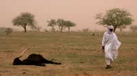 dead cow and mulim man in dried up land in niger