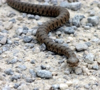 asp (snake) sliding over grey pebbles