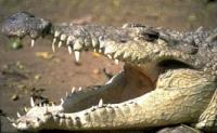 crocodile with wide open mouth