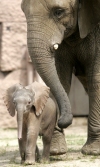elephant with baby