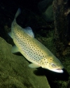 a trout / fish