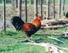 hen in forest opening