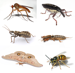 insects